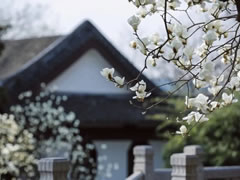 院立東方龍?zhí)ь^，滿(mǎn)園春風(fēng)花漸開(kāi)